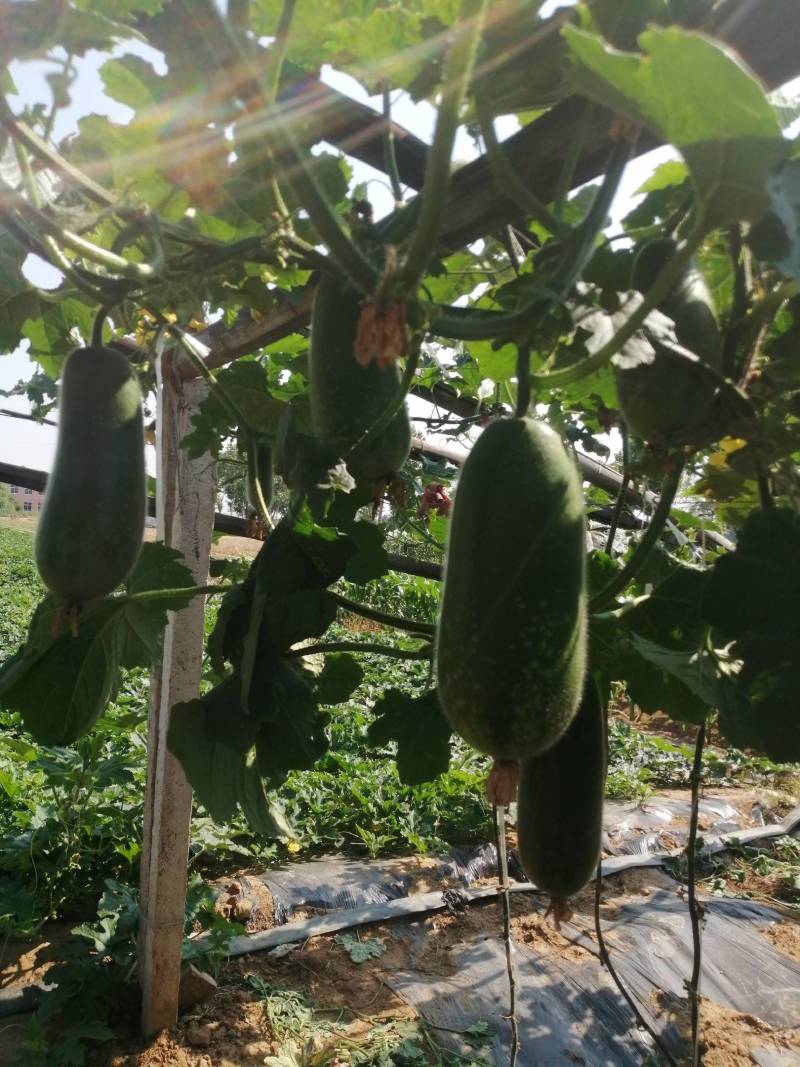 冬瓜青皮吊冬瓜现货供应商，质量好价格低欢迎光临
