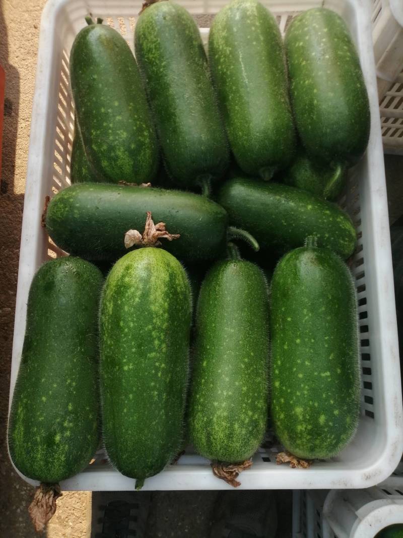 冬瓜青皮吊冬瓜现货供应商，质量好价格低欢迎光临