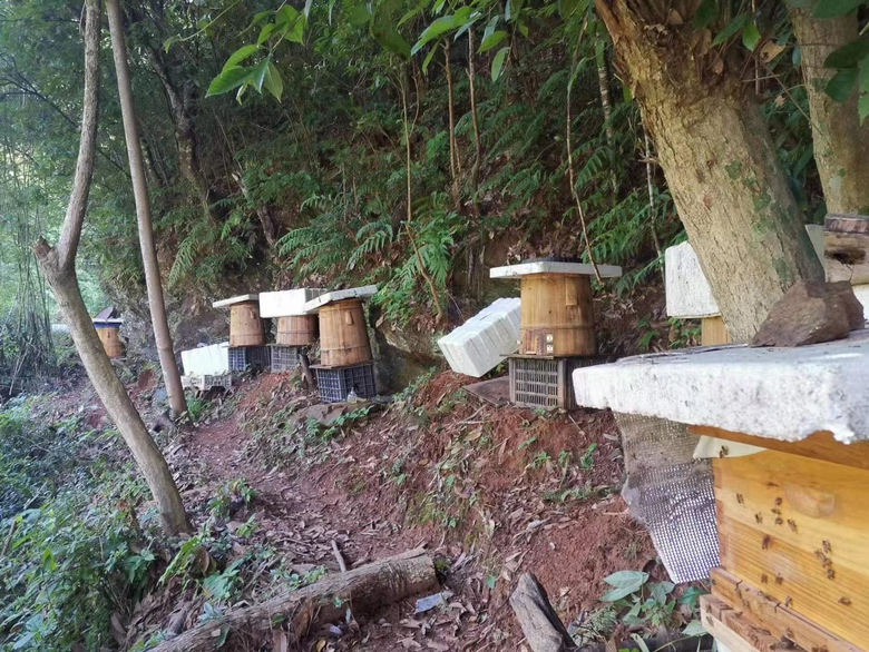长白山森林深处的椴树花