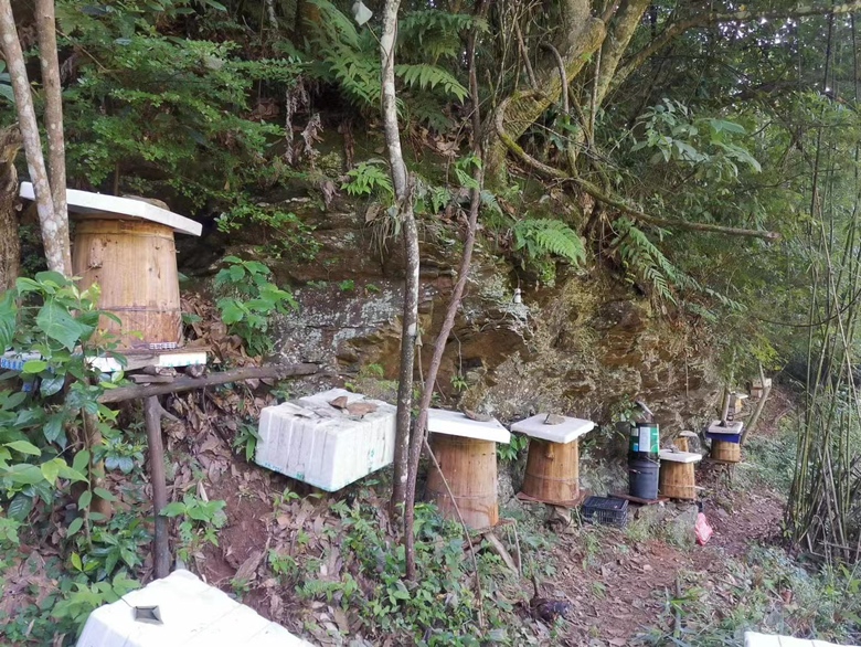 红花蜂蜜的采集过程:蜜蜂在红花田间采集花蜜 红花蜂蜜的采集过程