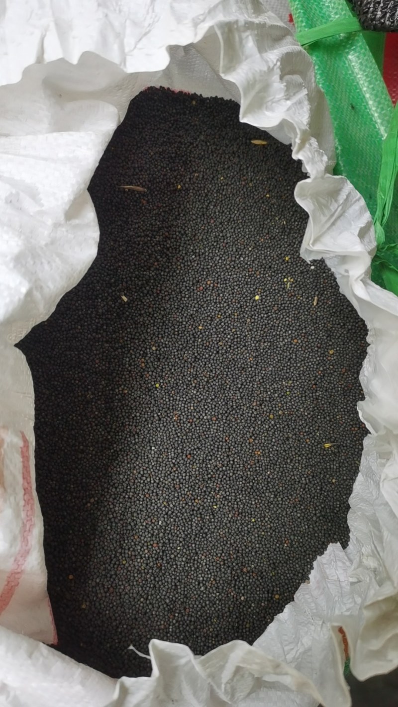油菜籽，水分8个，出油36以上，非诚勿扰