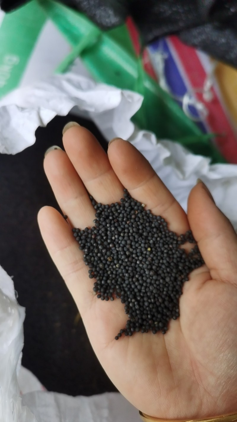 油菜籽，水分8个，出油36以上，非诚勿扰
