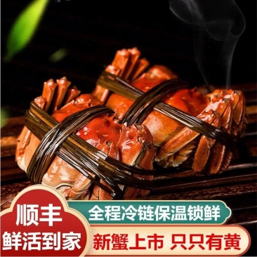 全母大闸蟹鲜活现货特大螃蟹礼盒装批发阳镇发六月黄16只