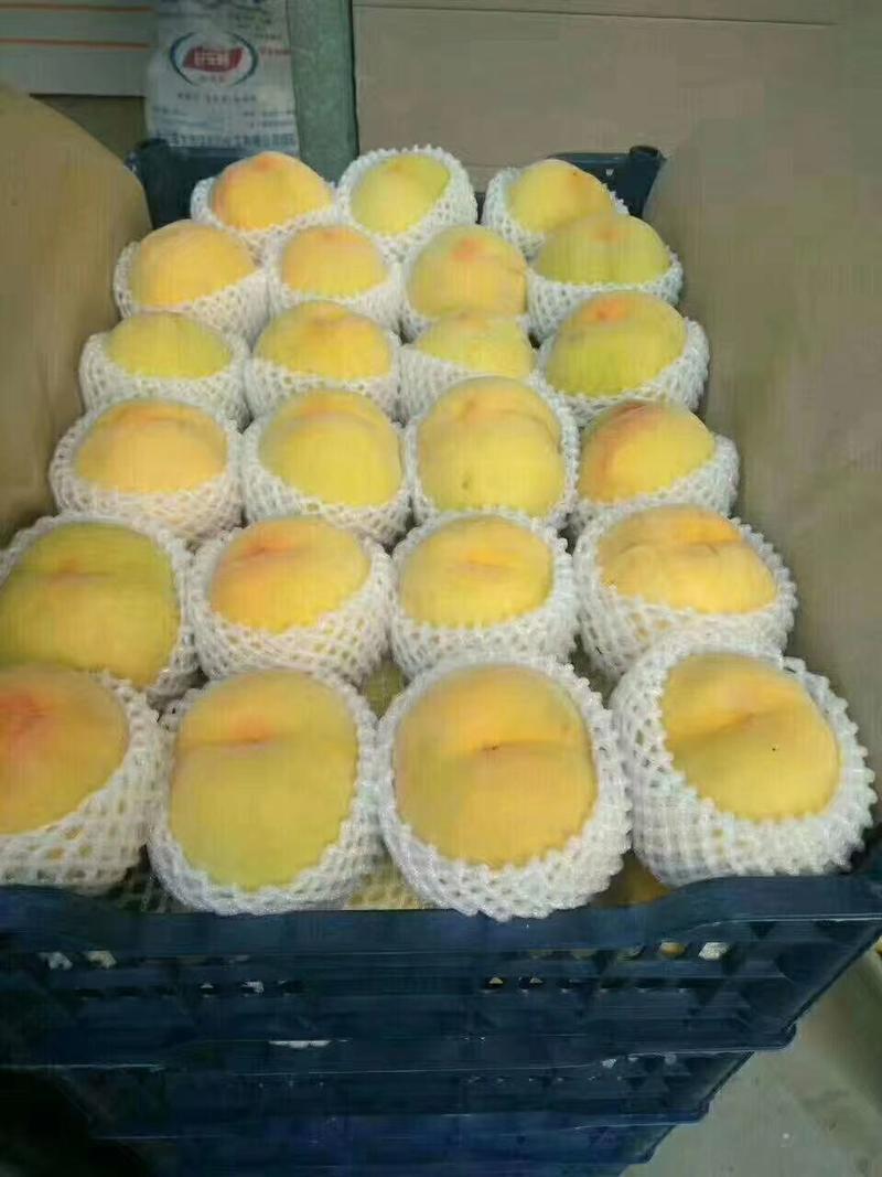 黄桃，罐头厂8.3黄桃加工对接电商，销售各大市场一手货源