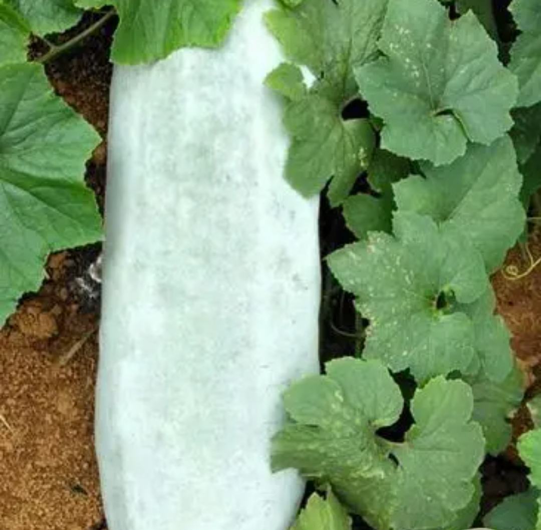 香芋味的冬瓜特写