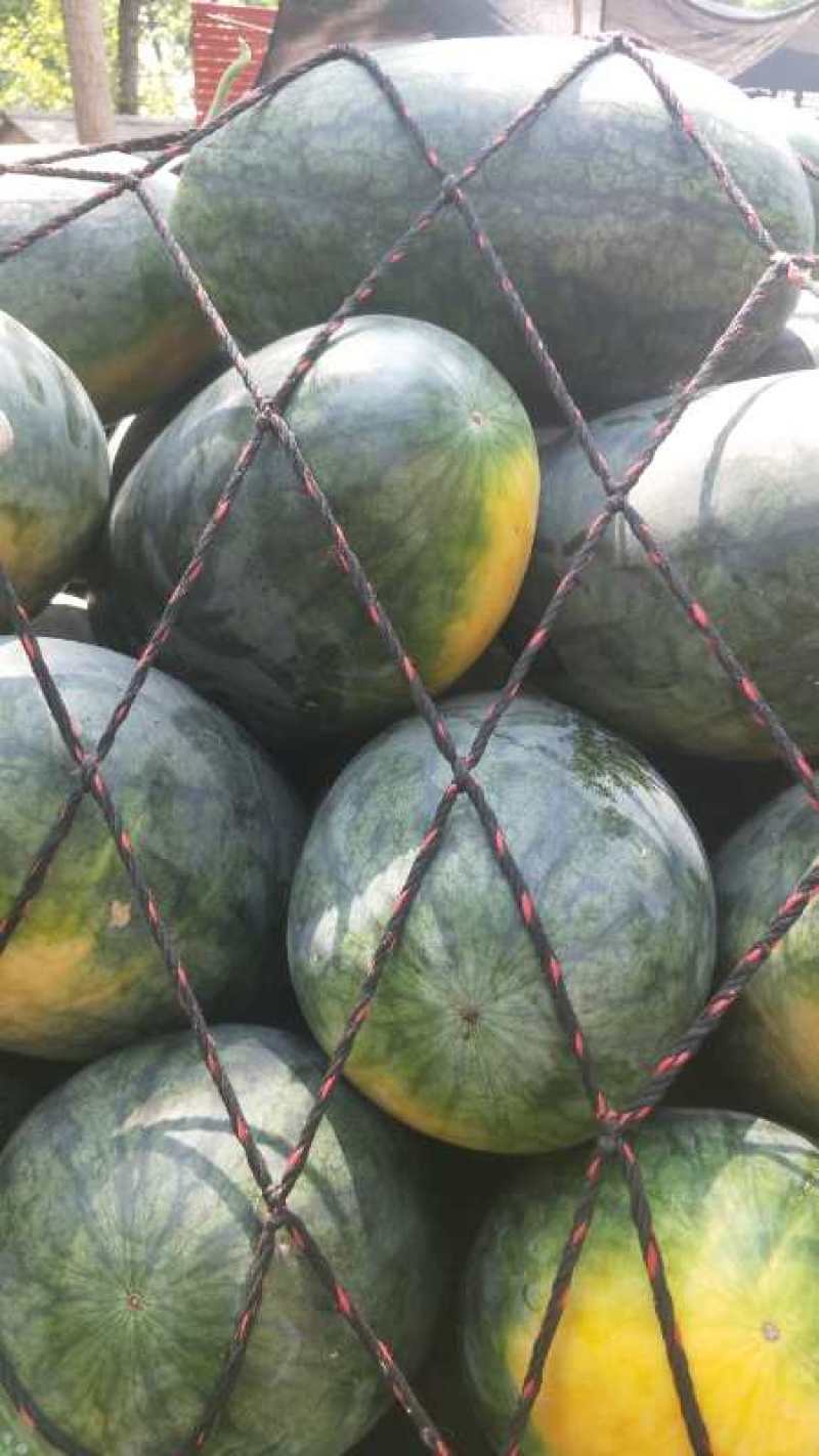 [荐]黑美人西瓜大西瓜新鲜现摘薄皮沙瓤甜瓜欢迎订购