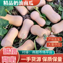 现摘正宗奶油南瓜粉糯香甜小南瓜电商精品