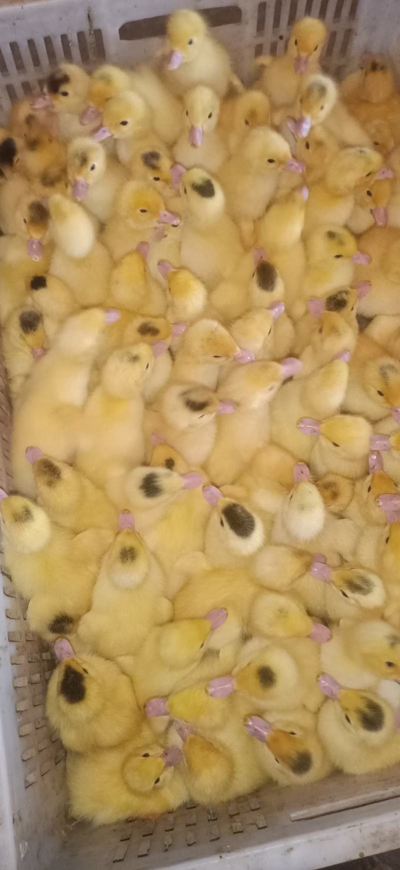 白色西洋鸭苗巜巴巴里