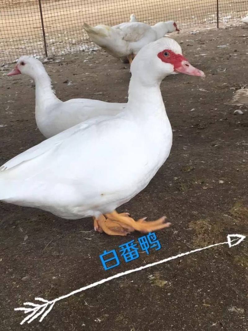 白色西洋鸭苗巜巴巴里