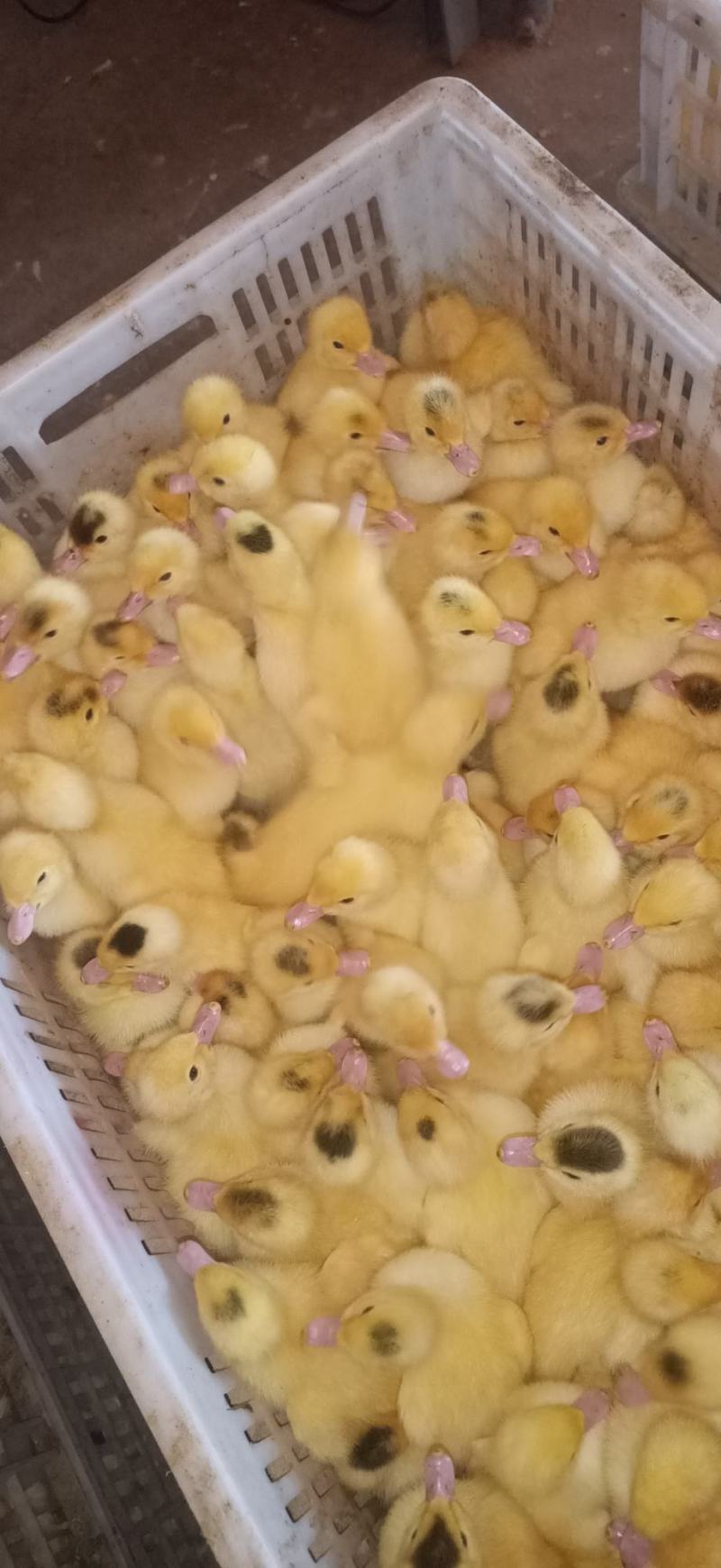 白色西洋鸭苗巜巴巴里