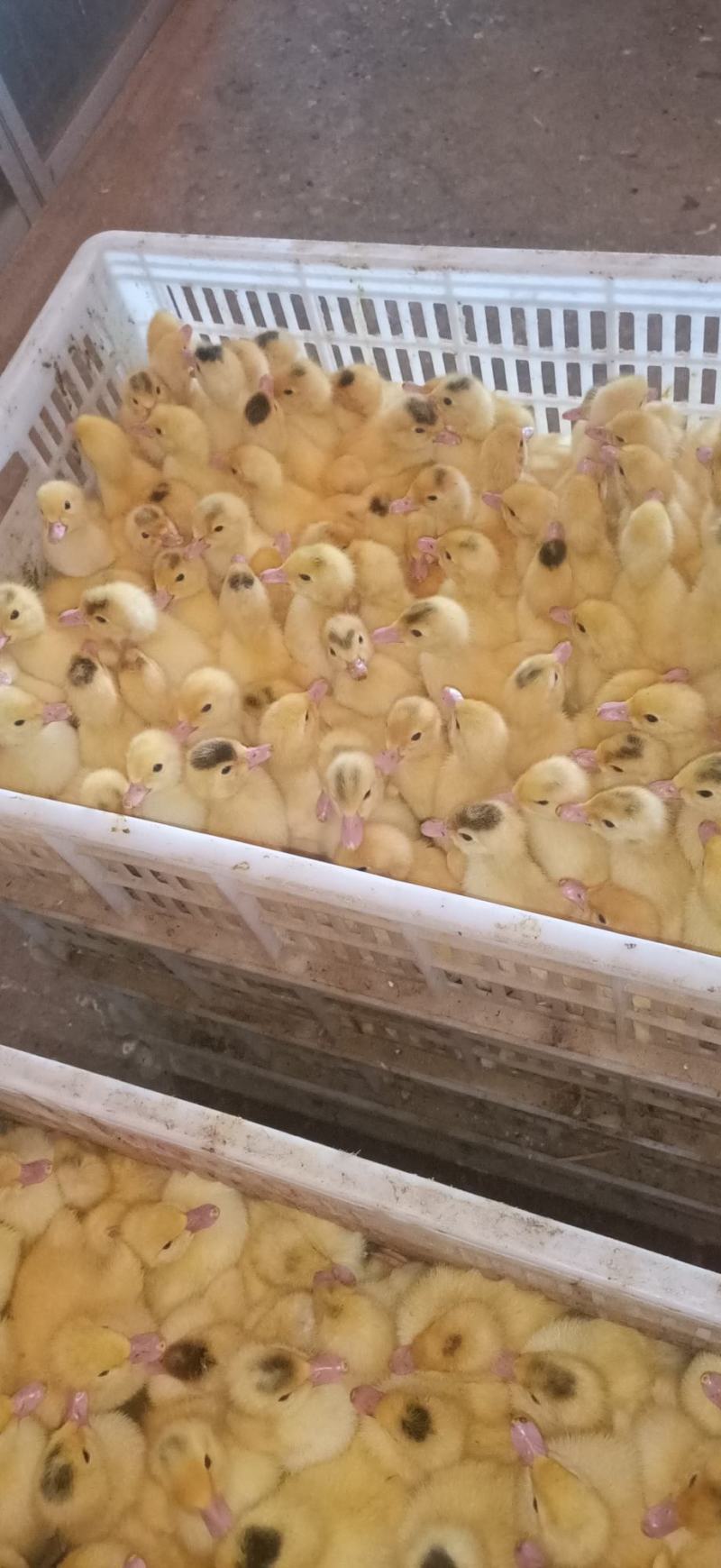 白色西洋鸭苗巜巴巴里