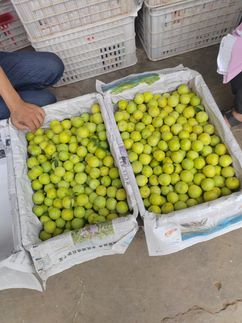 桃花李大量上市中欢迎老板光临！期待与您合作