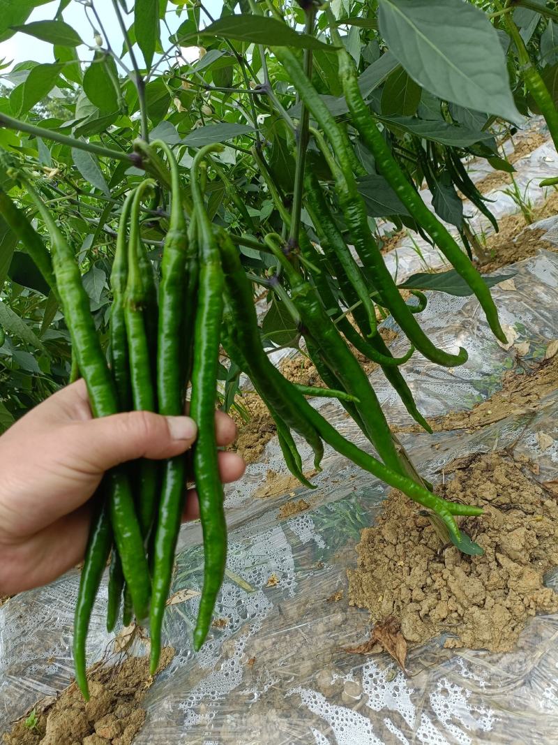 贵州福泉线椒物美价廉一手货源产地直发欢迎电联