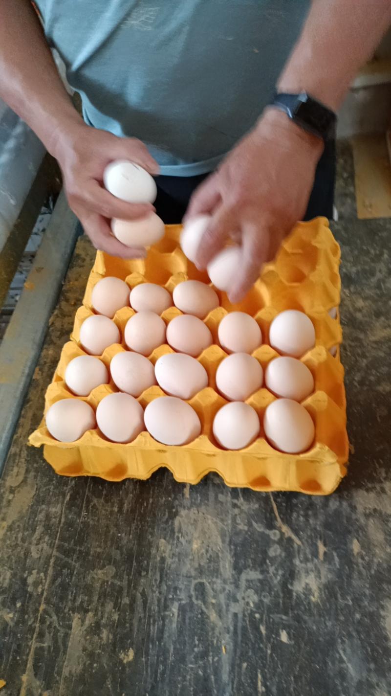 电商专用旅游专用小码蛋粉蛋鸡场全国发货