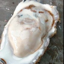 🔥【精品】🔥大连薄壳生蚝量大价优
