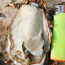 大连生蚝现捞现卖个头大肉质肥美常年鲜货，全国供应一件代发