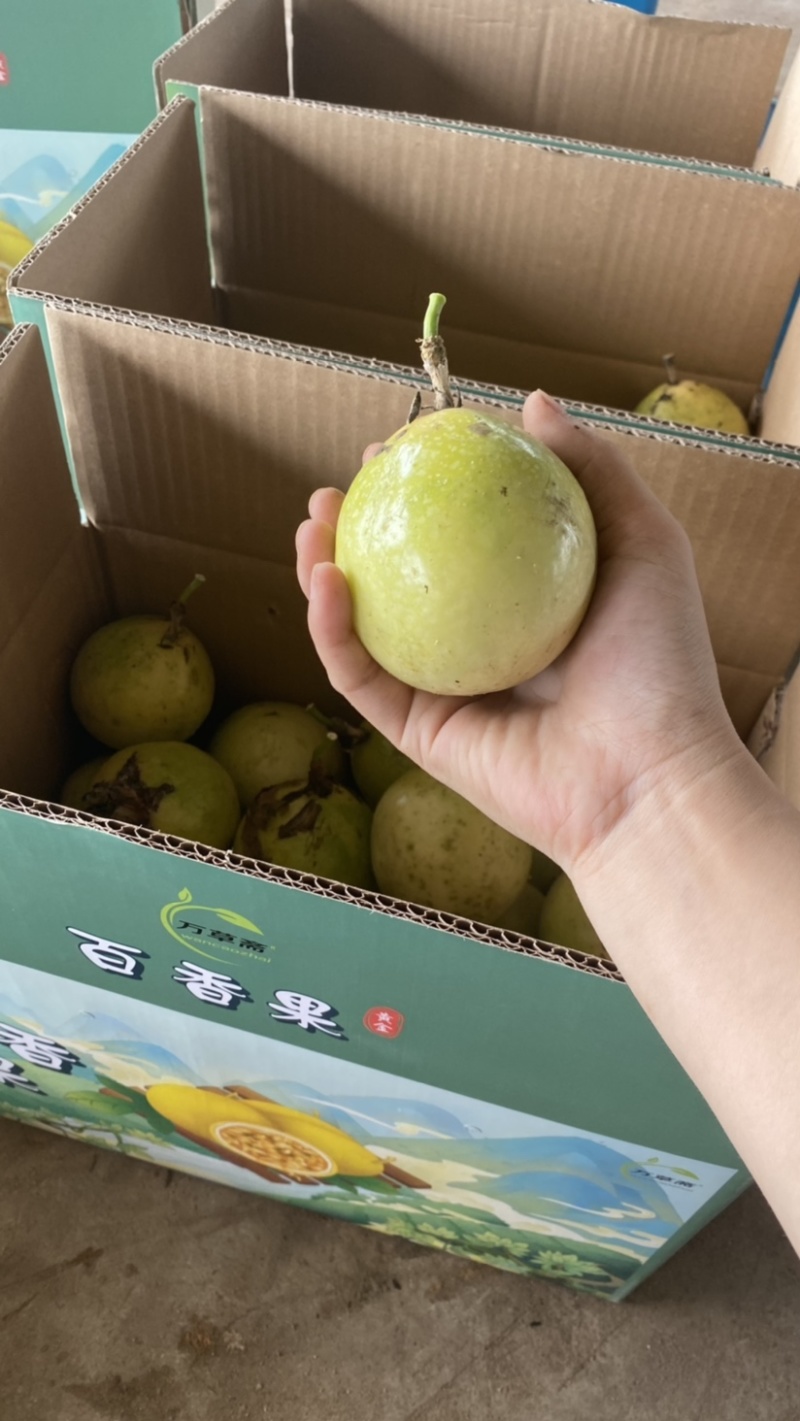 钦蜜9号黄金百香果