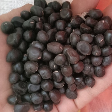 油用牡丹籽种植牡丹籽新货