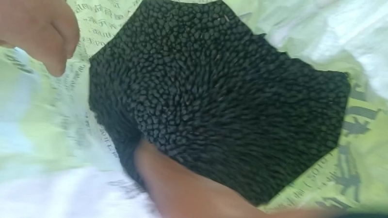 油用牡丹籽种植牡丹籽新货