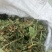 甜地丁紫花地丁