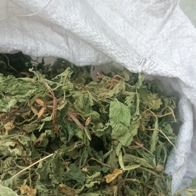 甜地丁紫花地丁