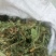 甜地丁紫花地丁