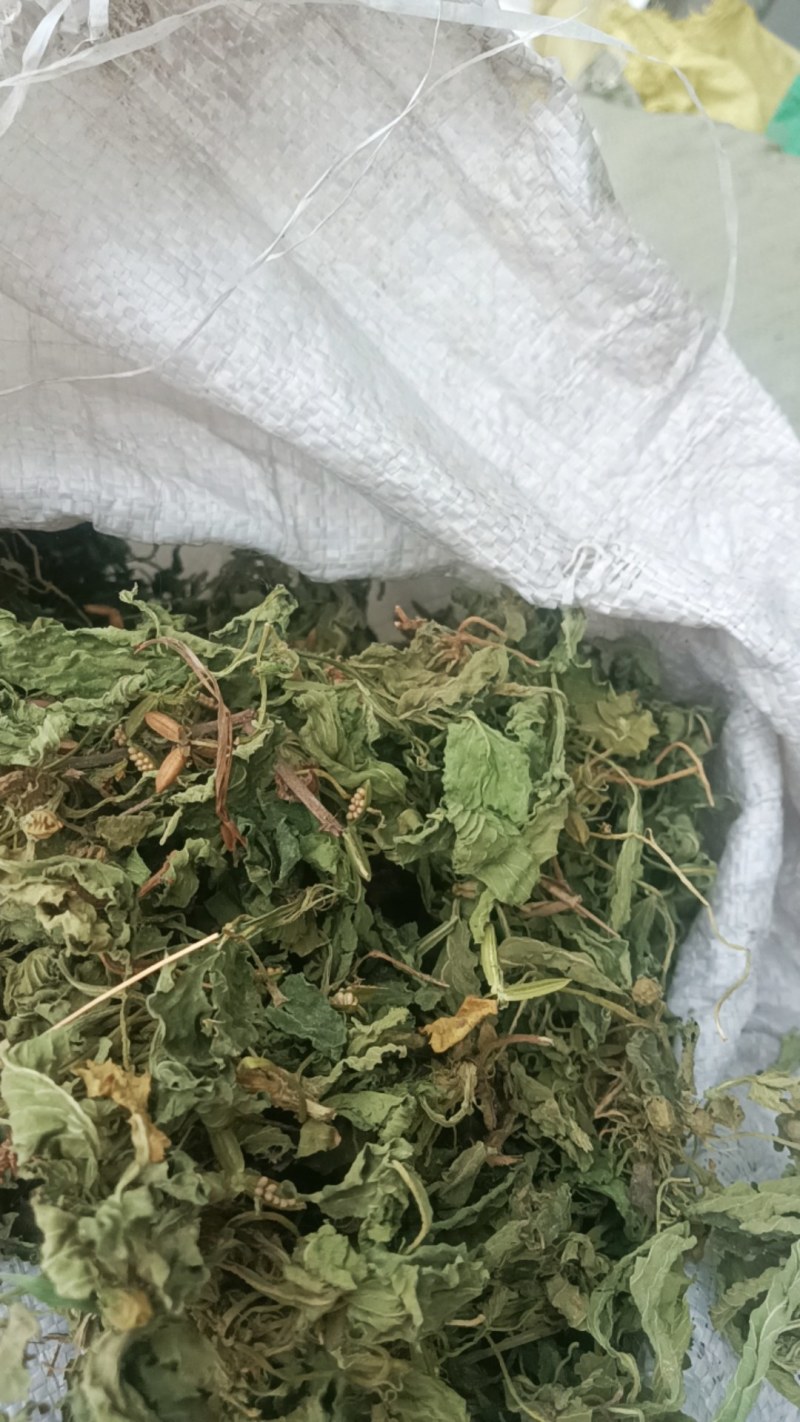 甜地丁紫花地丁