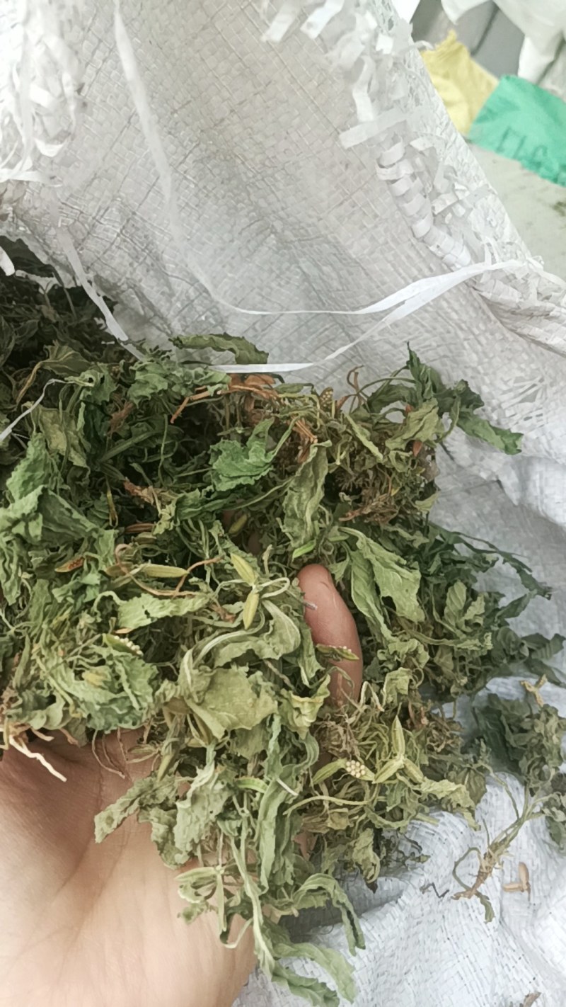 甜地丁紫花地丁