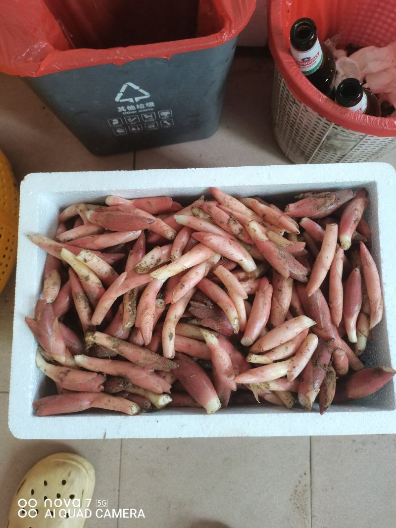 阳荷芽