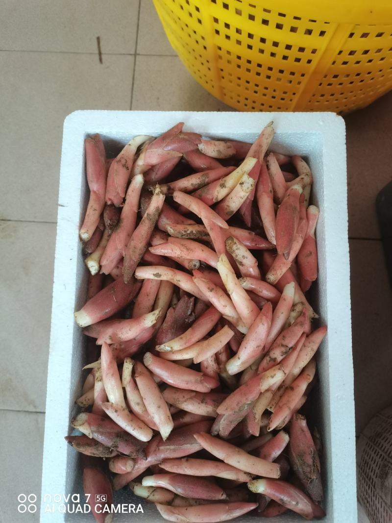 阳荷芽