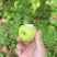 攀枝花高山丁香梨，………………………………………