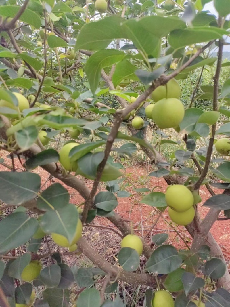 攀枝花高山丁香梨，………………………………………