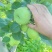 攀枝花高山丁香梨，………………………………………