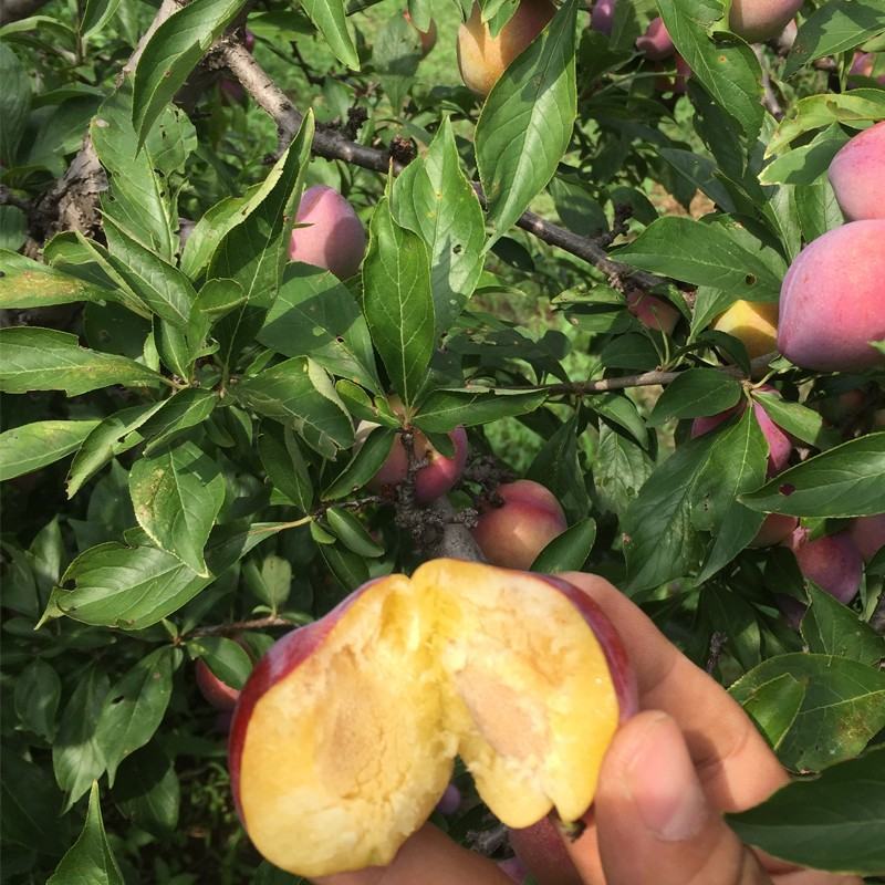 干碗李子。无名李。西瓜李子。吉盛李子