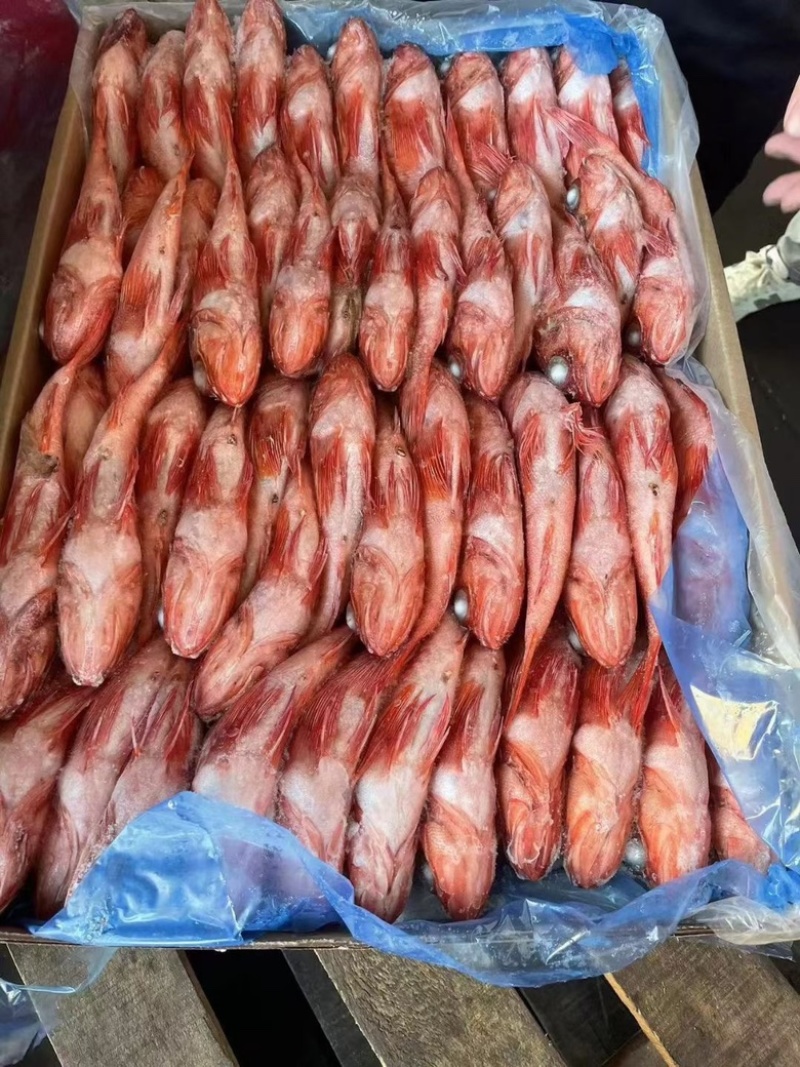 红石斑鱼虎头斑货源充足，价格便宜，欢迎询价