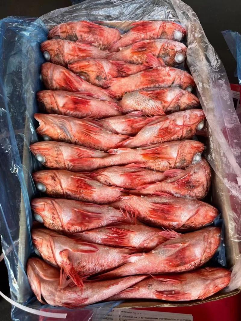 红石斑鱼虎头斑货源充足，价格便宜，欢迎询价