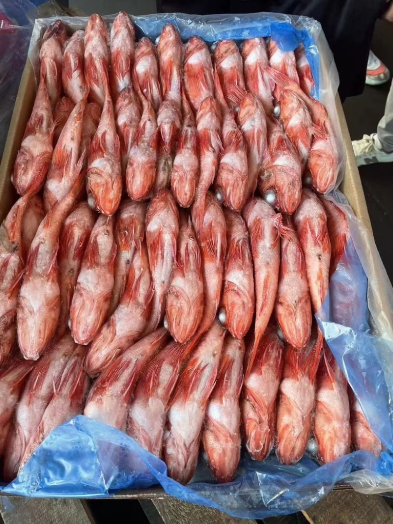 红石斑鱼虎头斑货源充足，价格便宜，欢迎询价