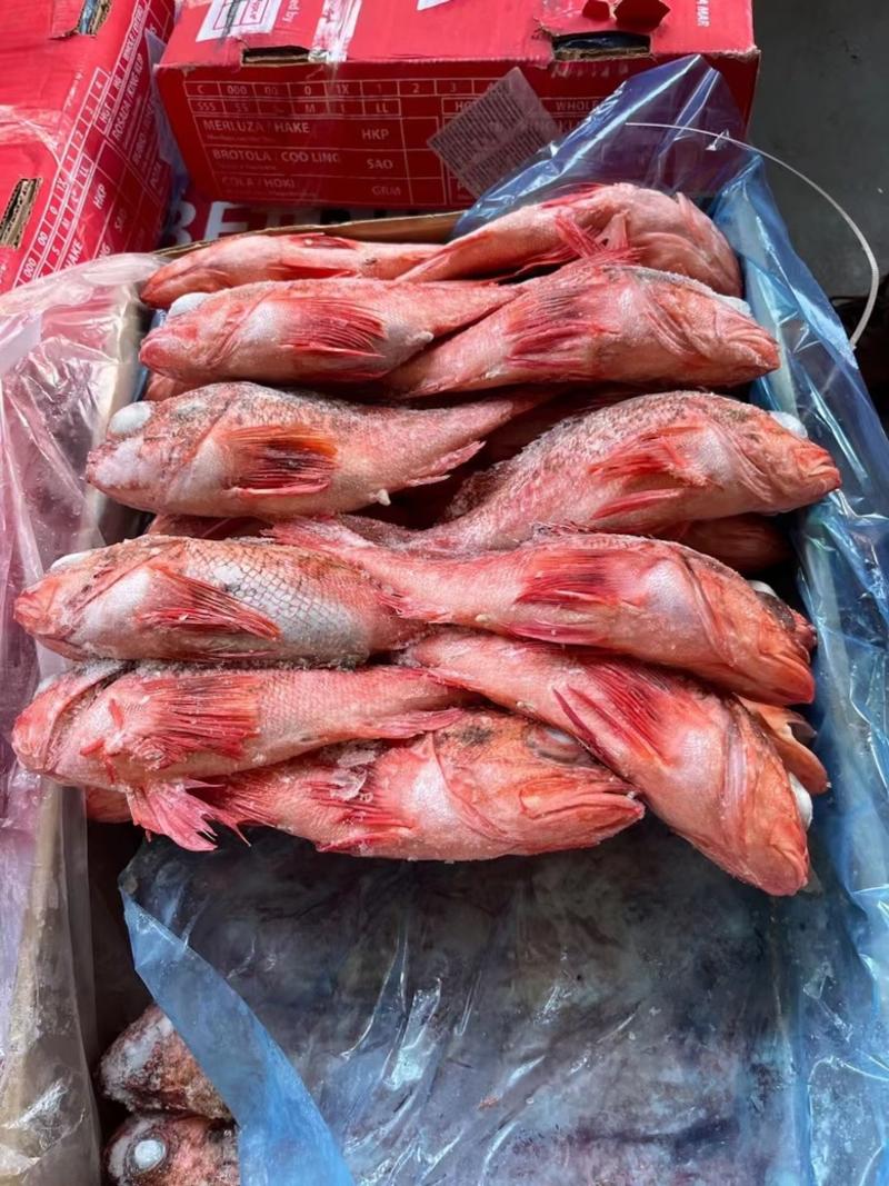 红石斑鱼虎头斑货源充足，价格便宜，欢迎询价