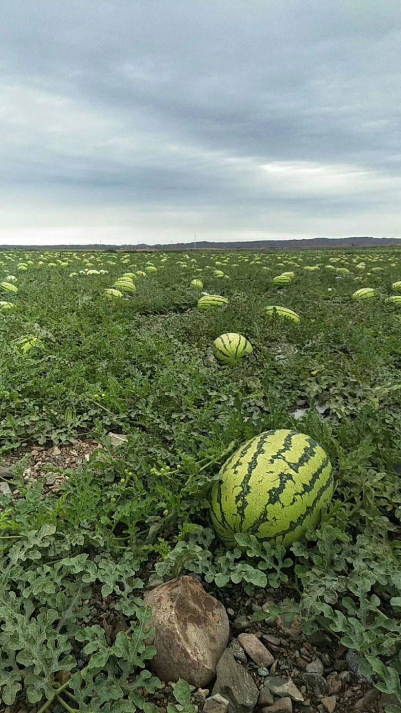 【随到随装】宁夏硒砂瓜产地直发诚信经营视频看货