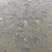 江水罗非鱼。清甜，没有泥巴味。