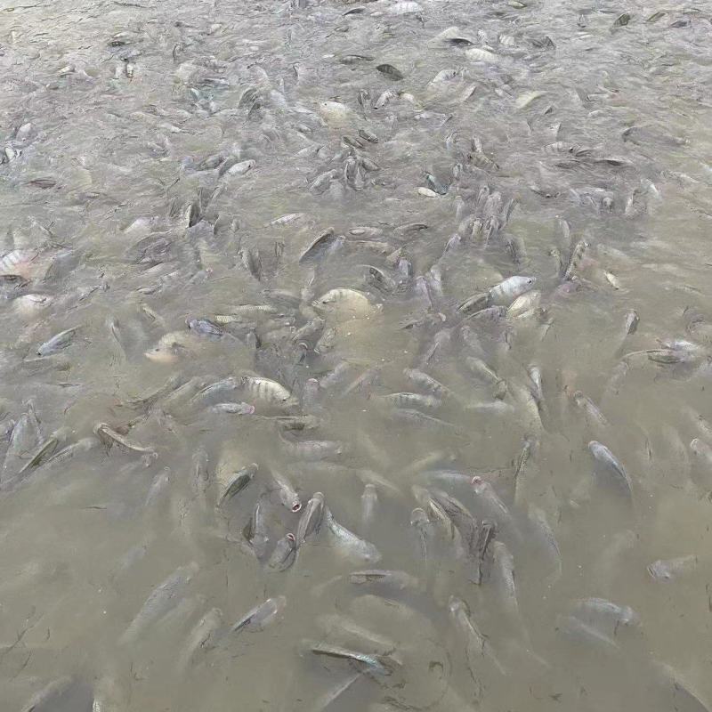 江水罗非鱼。清甜，没有泥巴味。