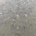 江水罗非鱼。清甜，没有泥巴味。