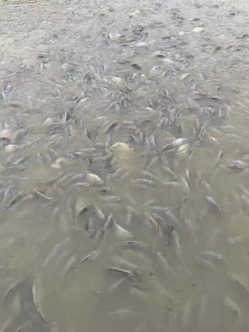 江水罗非鱼。清甜，没有泥巴味。