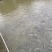 江水罗非鱼。清甜，没有泥巴味。