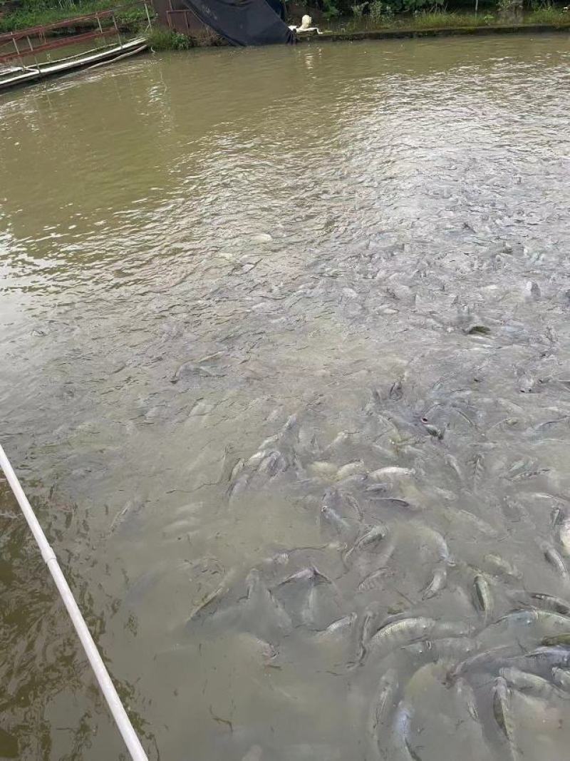 江水罗非鱼。清甜，没有泥巴味。
