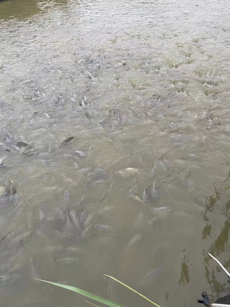 江水罗非鱼。清甜，没有泥巴味。
