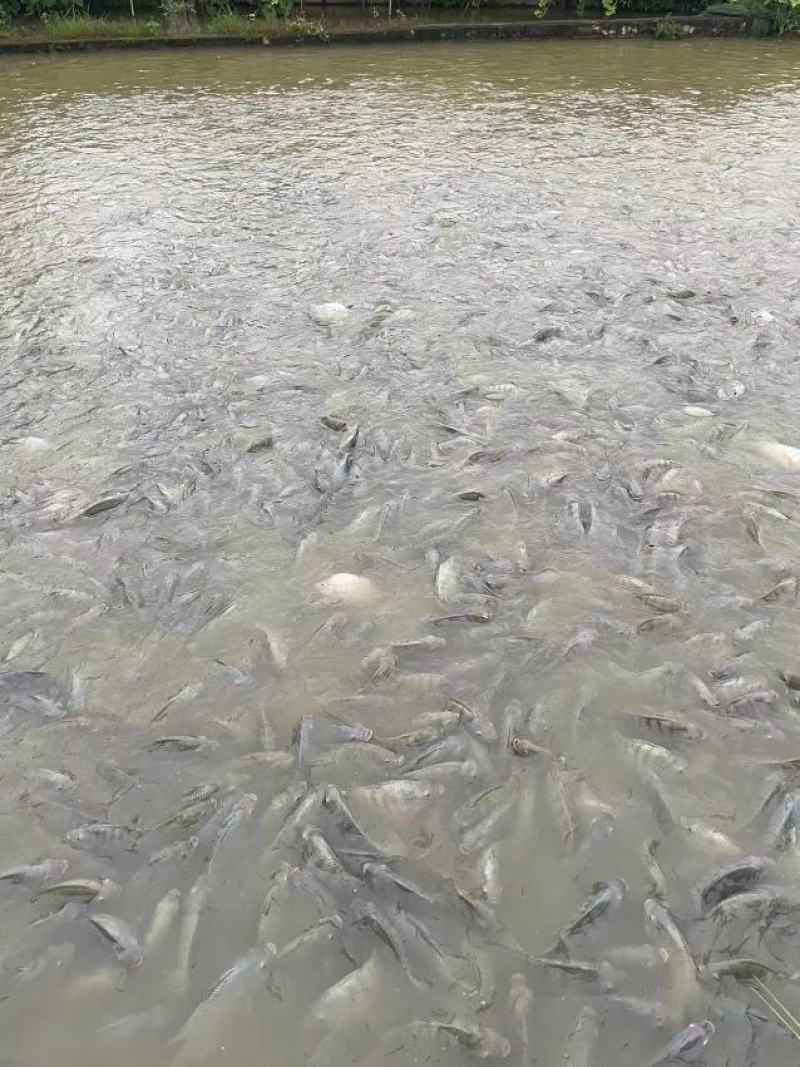 江水罗非鱼。清甜，没有泥巴味。
