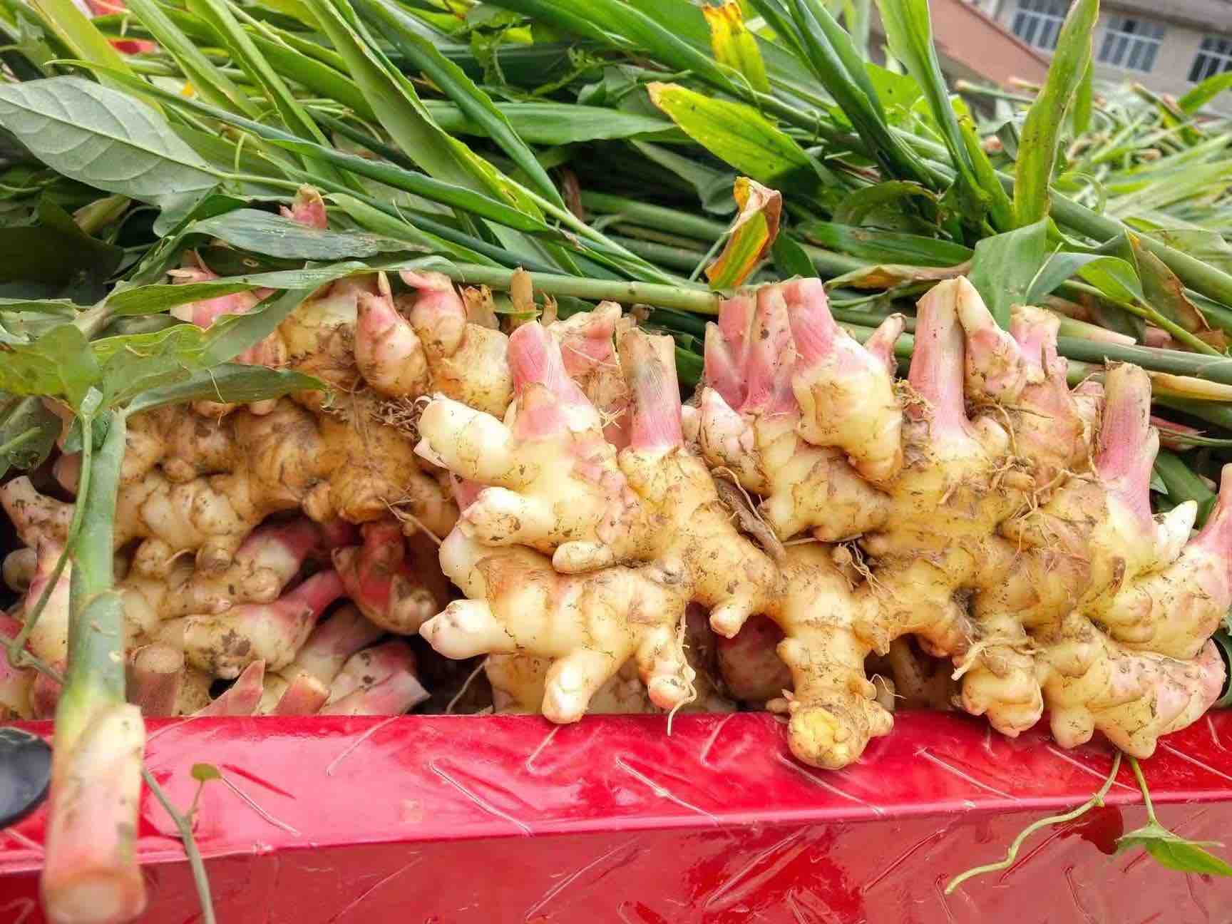 腌制完成的红糟子姜成品,色泽红润,酒香浓郁 红糟子姜成品展示