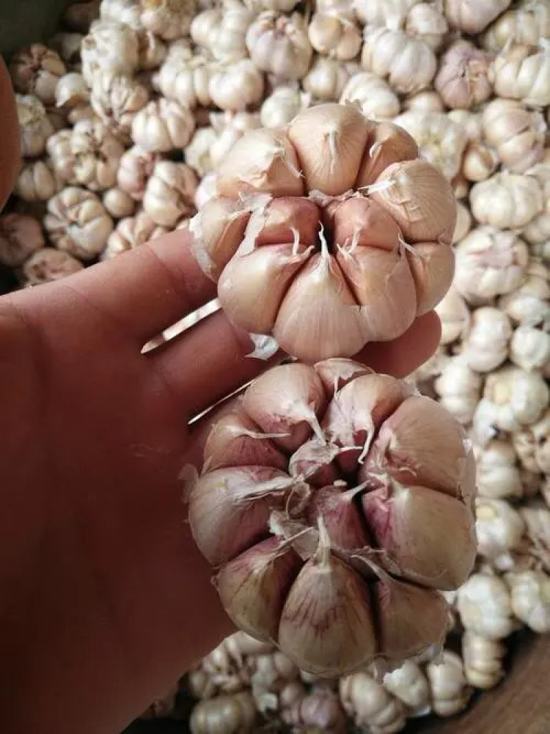 临清鲜蒜，辫蒜