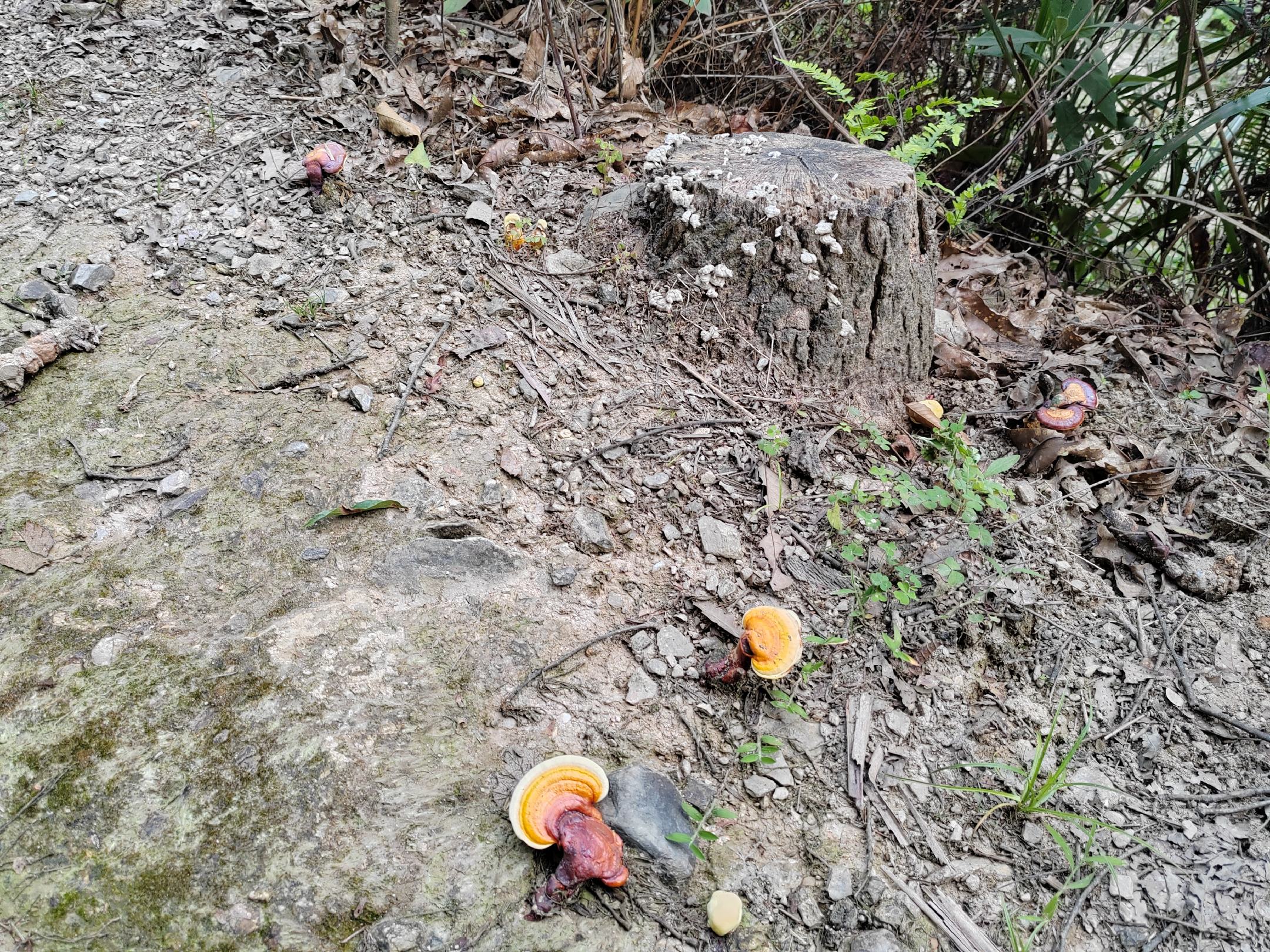 清晨雾气笼罩的竹林，多个树桩上分布着不同生长阶段的灵芝